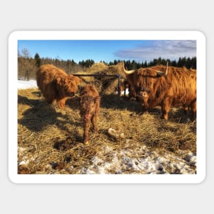 Scottish Highland Cattle Cow and Calves 1721 Sticker